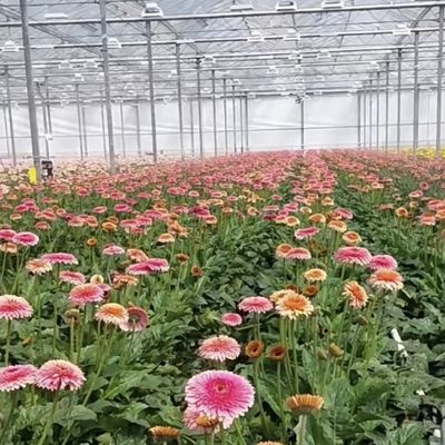 Αγροτικό γυάλινο θερμοκήπιο Αποχώρηση για καλλιέργειες Προσαρμοσμένη αίτηση 20 δολάρια ΗΠΑ/τ.μ.