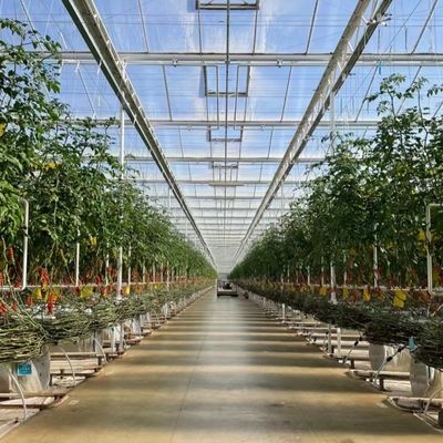 Κατασκευαστικά υλικά Σιδηρουργική δομή Μεγάλο μέγεθος Κηπευτική θερμοκήπιο με γυάλινη οροφή