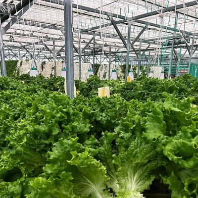 Ανταγωνιστική αρχική πληρωμή θερμοκήπιο για βοτανική όαση περιφραγμένο ένα είδος οροφής