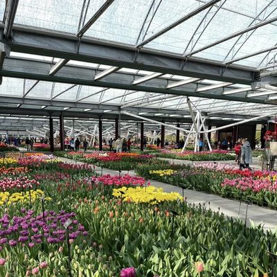 100.000kg Συσκευή Ακαθάριστο βάρος Γυάλινο θερμοκήπιο για υδροπονική καλλιέργεια λουλουδιών