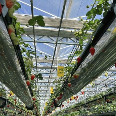 Διπλό στρώμα υδροπονικού γυαλιού θερμοκήπιο για καλλιέργεια λουλουδιών Προσιτό και ανθεκτικό