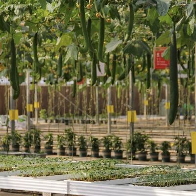 Πακέτο Ακαθάριστο βάρος 100.000kg Μονό γυάλινο θερμοκήπιο με σταγόνα άρδευση και πλωτό