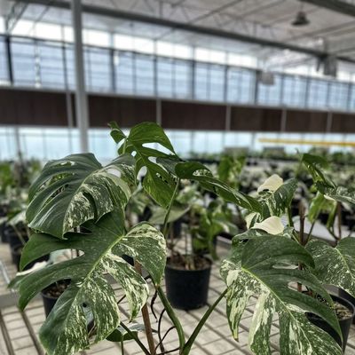 Πακέτο Ακαθάριστο βάρος 100.000kg Μονό γυάλινο θερμοκήπιο με σταγόνα άρδευση και πλωτό