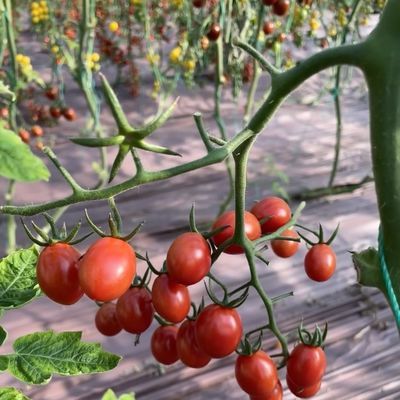 Πακέτο Ακαθάριστο βάρος 100.000kg Μονό γυάλινο θερμοκήπιο με σταγόνα άρδευση και πλωτό