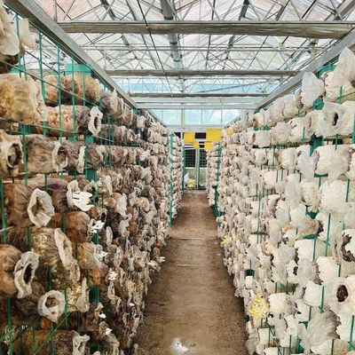 Πακέτο Ακαθάριστο βάρος 100.000kg Μονό γυάλινο θερμοκήπιο με σταγόνα άρδευση και πλωτό