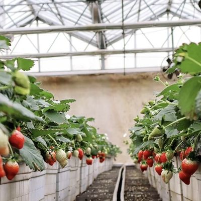 Πολυδιάστατο και εξατομικευόμενο θερμοκήπιο γυαλιού για καλλιέργεια λουλουδιών