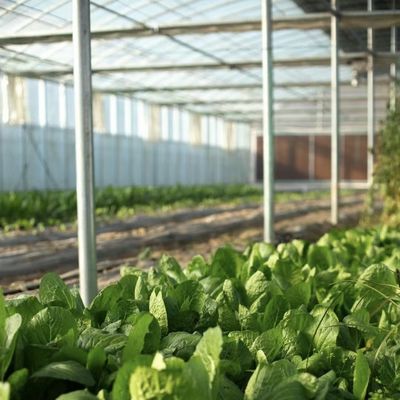 Μεγάλο υδροπονικό σύστημα θερμοκηπίου με πακέτο επιδόσεων και ακαθάριστο βάρος 100.000kg
