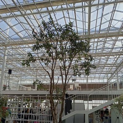 Μεγάλο υδροπονικό σύστημα θερμοκηπίου με πακέτο επιδόσεων και ακαθάριστο βάρος 100.000kg