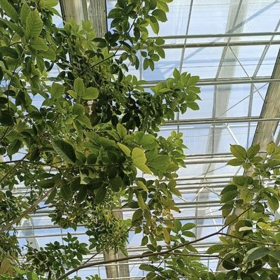 Υδροπονικό γυάλινο θερμοκήπιο για την καλλιέργεια λουλουδιών Επιστροφή 30 ημερών Επιστροφή ενός τύπου στέγης