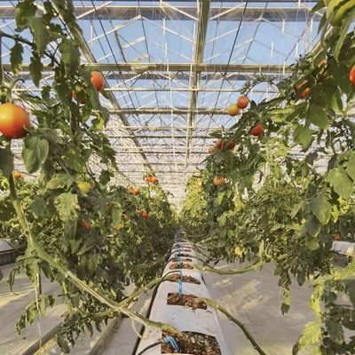 Μεγάλο θερμοκήπιο από γυαλί κινεζικής προέλευσης για την καλλιέργεια λουλουδιών Πακέτο Ακαθάριστο βάρος 100.000kg