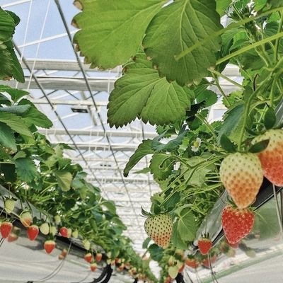 Μεταμορφώστε την επιχείρηση καλλιέργειας λουλουδιών σας με ένα υδροπονικό γυάλινο θερμοκήπιο ενός στρώματος