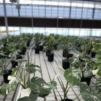 Εμπορικό θερμοκήπιο προσαρμοσμένο σε υδροπονική μορφή τύπου α για καλλιέργεια και καλλιέργεια λουλουδιών