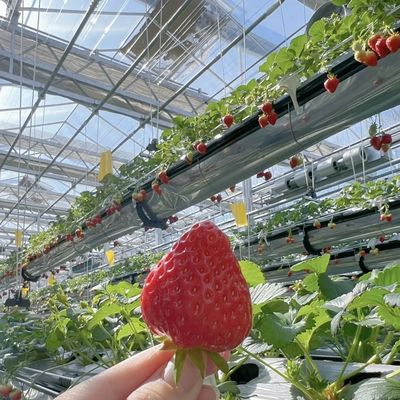 Μεγάλη χάλυβα δομή σταγόνα άρδευση γυάλινο θερμοκήπιο για λουλούδια και λαχανικά