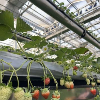 Χάλυβα κατασκευή Κινέζικη προέλευση Υδροπονικό γυάλινο θερμοκήπιο για οικοδομικά υλικά