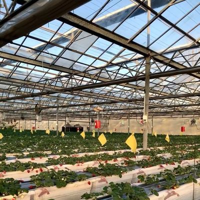 Υδροπονική εγκατάσταση εμπορικού θερμοκηπίου με γυαλί υψηλής μετάδοσης φωτός για πλήρη πληρωμή