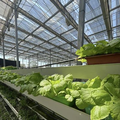 80.000kg Πακέτο Ακαθάριστο βάρος σταγόνα άρδευση γυάλινο θερμοκήπιο με λαχανικά