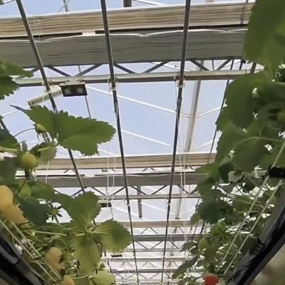 Μεγάλη οθόνη σκιάσης Γυάλινο θερμοκηπίο Υδροπονικό σύστημα για βέλτιστη καλλιέργεια καλλιεργειών