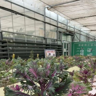 Υδροπονικό σύστημα θερμοκηπίου από γυαλί με εύλογη τιμή για τη μέγιστη χρήση χώρου