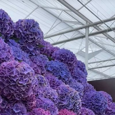80.000kg ακαθάριστο βάρος Δυστυχισμένο γυαλί θερμοκήπιο υδροπονική για την καλλιέργεια λαχανικών