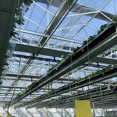 80.000kg ακαθάριστο βάρος Δυστυχισμένο γυαλί θερμοκήπιο υδροπονική για την καλλιέργεια λαχανικών