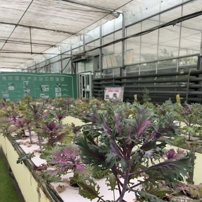 Η οροφή σχηματίζει ένα είδος οροφής υδροπονικό γυάλινο θερμοκήπιο για μεγάλη καλλιέργεια λαχανικών