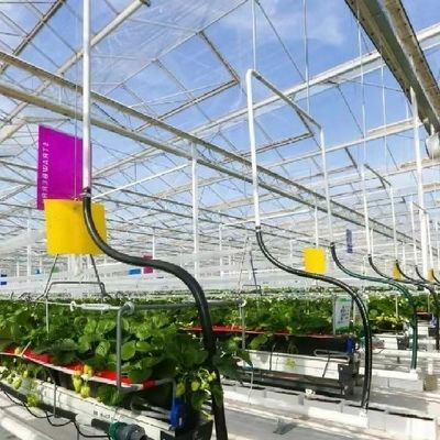 Σχήμα οροφής Υδροπονικό σύστημα οροφής τύπου για τα λαχανικά του γυάλινου θερμοκηπίου