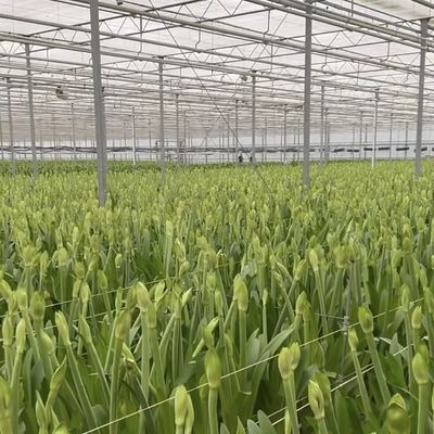 Σύστημα υδροπονικής καλλιέργειας Γυάλινο θερμοκήπιο για διπλά στρώματα στέγης Σχήμα τύπου στέγης