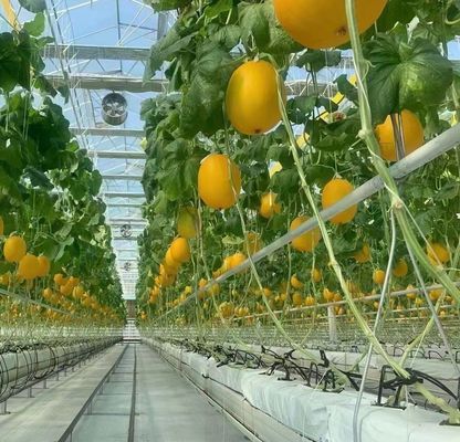 Σχήμα οροφής Πολλαπλής διάστασης Γυάλινο θερμοκήπιο με υδροπονική